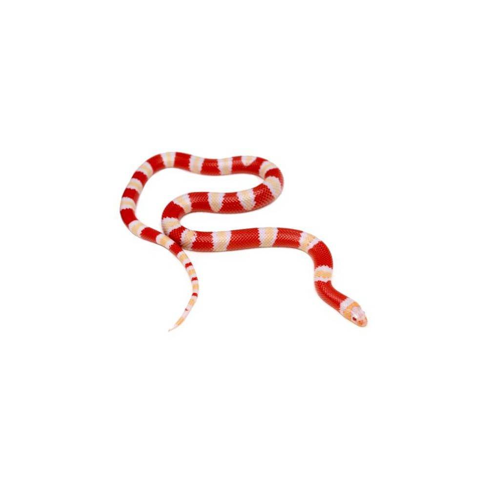 Lampropeltis triangulum hondurensis "Albinos" - Faux-corail du Honduras