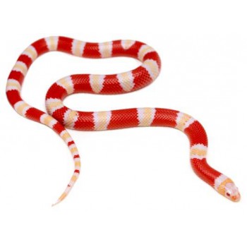 Lampropeltis triangulum hondurensis "Albinos" - Faux-corail du Honduras