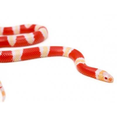 Lampropeltis triangulum hondurensis "Albinos" - Faux-corail du Honduras