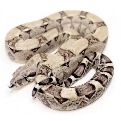 Elevage du Boa empereur, Boa (constrictor) imperator - Le blog