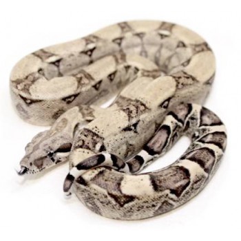 Boa (constrictor) imperator "Anery" - Boa empereur