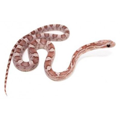 Pantherophis guttatus "Lavender" - Serpent des blés