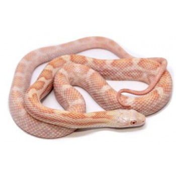 Pantherophis obsoletus "Albinos" - Serpent ratier