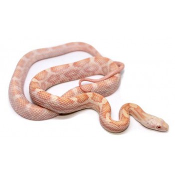 Pantherophis obsoletus "Albinos" - Serpent ratier