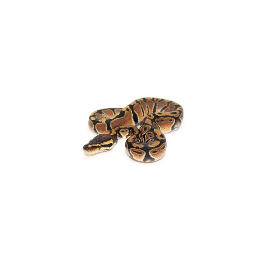 Python regius - Python royal Python regius - Python royal