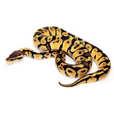 Python regius "Pastel" - Python royal