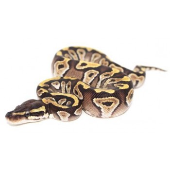 Python regius "Mojave" - Python royal