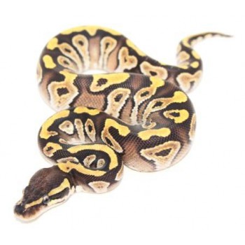 Python regius "Mojave" - Python royal
