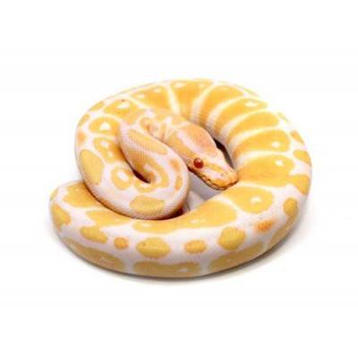 Python royal "Albinos" - Python regius