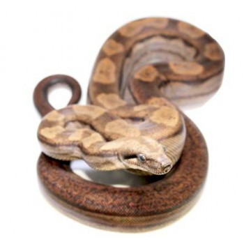 Boa (constrictor) imperator "Motley" - Boa empereur