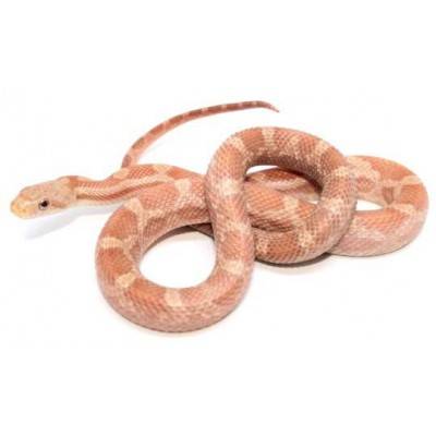 Pantherophis (Elaphe) obsoletus "Hypo"