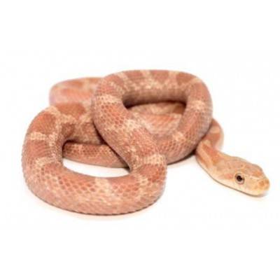 Pantherophis (Elaphe) obsoletus "Hypo"