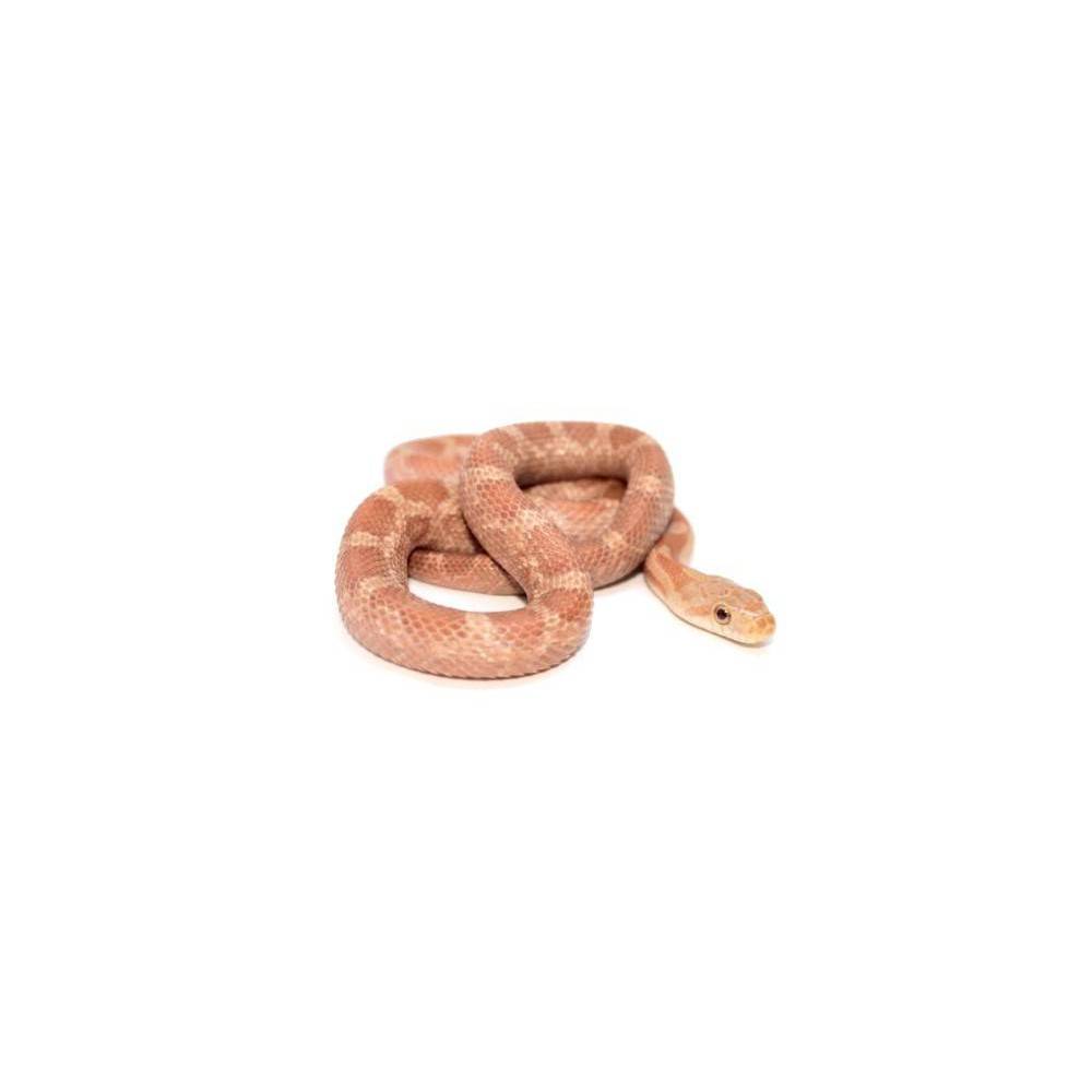 Pantherophis (Elaphe) obsoletus "Hypo"