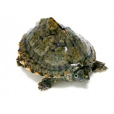 Sternotherus carinatus - Cinosterne caréné