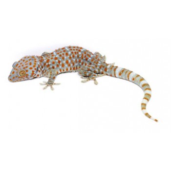 Gekko gecko - Gecko tokay