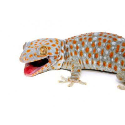 Gekko gecko - Gecko tokay