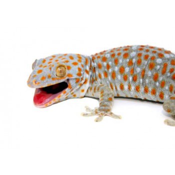 Gekko gecko - Gecko tokay