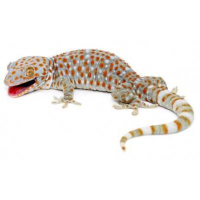 Gekko gecko - Gecko tokay