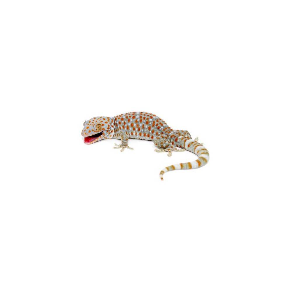 Gekko gecko - Gecko tokay