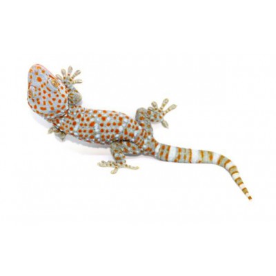 Gekko gecko - Gecko tokay