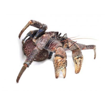 Birgus latro - Crabe des cocotiers (Bernard l'hermite)