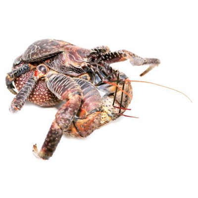 Birgus latro - Crabe des cocotiers (Bernard l'hermite)