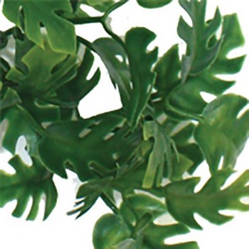 Jungle plant philodendron split KOMODO