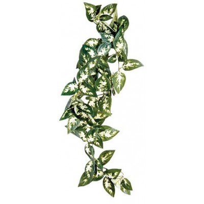 Plante tissu "Borneo Silk Vine" Komodo
