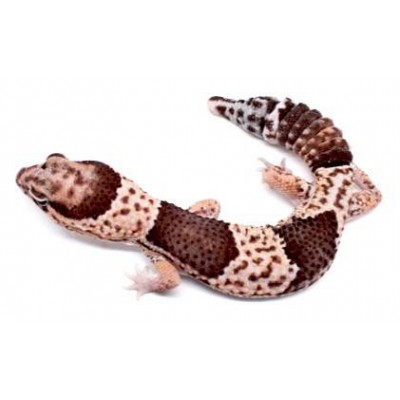 Hemitheconys caudicinctus - Gecko à queue grasse