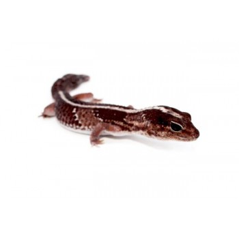 Hemitheconys caudicinctus "Ligné" - Gecko à queue grasse