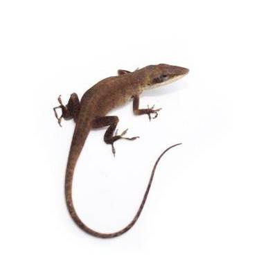 Anolis carolinensis - Anolis vert