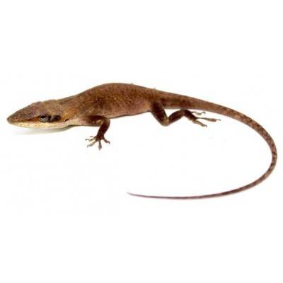 Anolis carolinensis - Anolis vert