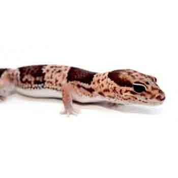 Hemitheconys caudicinctus - Gecko à queue grasse