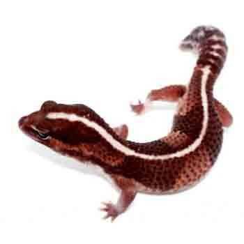 Hemitheconys caudicinctus "Ligné" - Gecko à queue grasse