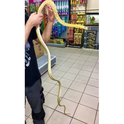 Orthriophis taeniurus frisei "Albinos"- Serpent ratier de Taïwan