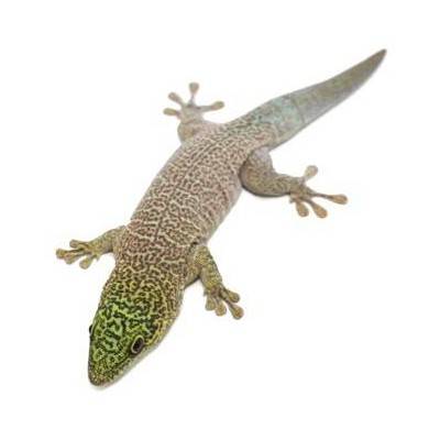 Phelsuma standingi -Gecko diurne de Standing