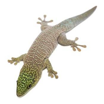 Phelsuma standingi -Gecko diurne de Standing