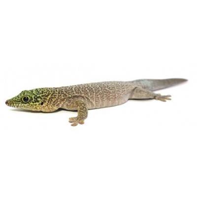 Phelsuma standingi -Gecko diurne de Standing