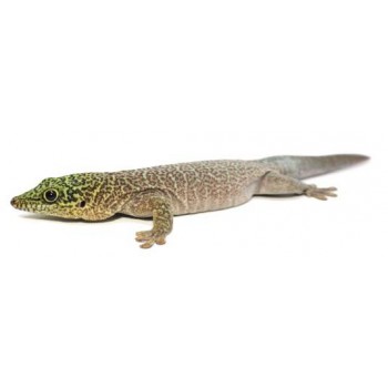 Phelsuma standingi -Gecko diurne de Standing