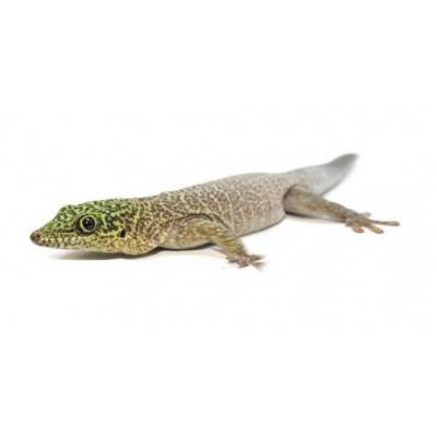 Phelsuma standingi -Gecko diurne de Standing