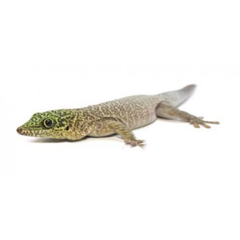 Phelsuma standingi -Gecko diurne de Standing