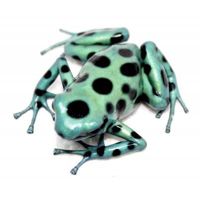 Dendrobates auratus "Microspot" - Dendrobates doré