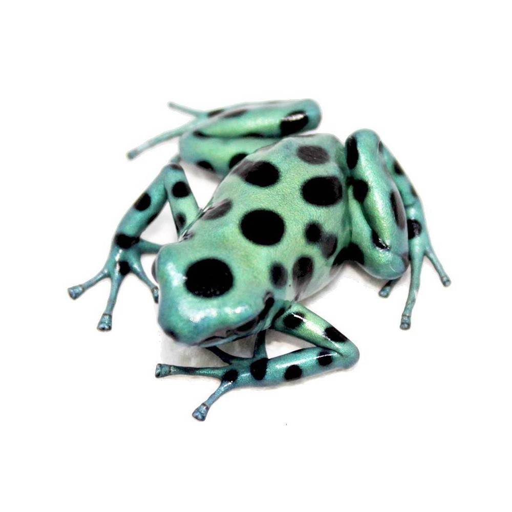 Dendrobates auratus "Microspot" - Dendrobates doré