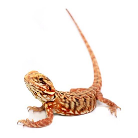 Agame Barbu Silkback Pogona Vitticeps