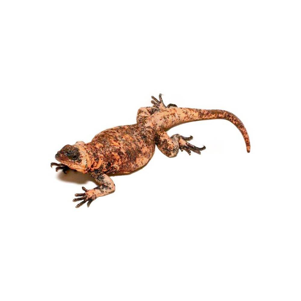 Sauromalus varius - Piebald chuckwalla Sauromalus varius - Piebald chuckwalla