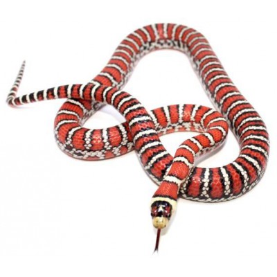 Lampropeltis (pyromelana) knoblochi - Serpent roi de Chihuahua