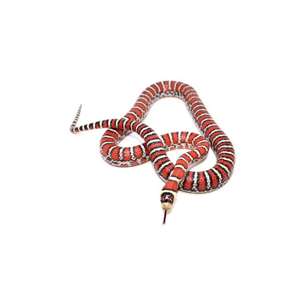 Lampropeltis (pyromelana) knoblochi - Serpent roi de Chihuahua
