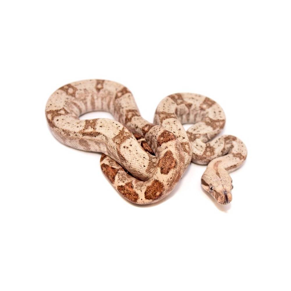 Boa (constrictor) imperator "Hogg Island" - Boa empereur Boa (constrictor) imperator "Hogg Island" - Boa empereur
