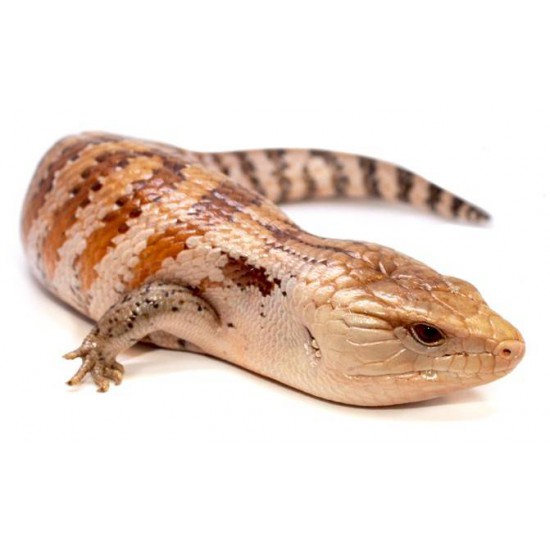 Scinque à langue bleue géant Tiliqua gigas gigas