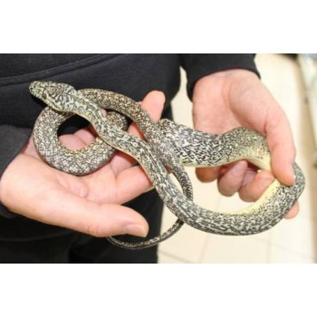 Morelia spilota "Granite" - Python tapis